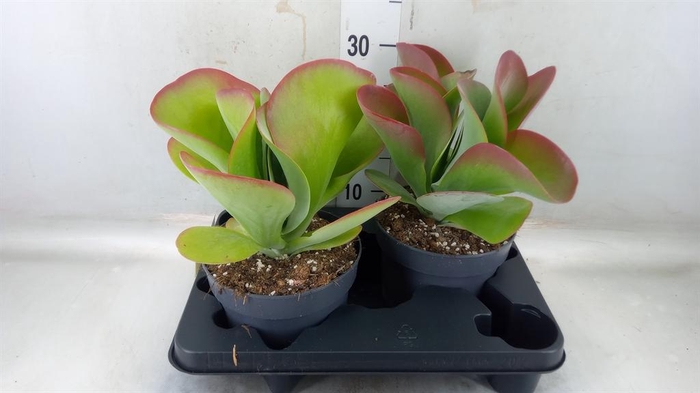 <h4>Kalanchoe NF thyrsiflora 'Red Lips'</h4>