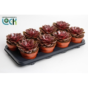 Echeveria Magic Red