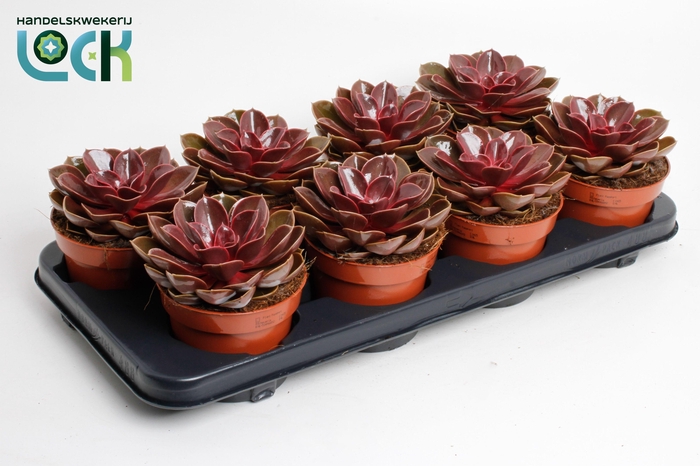 <h4>Echeveria Magic Red</h4>