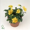 Viola F1 Pure Lemon