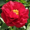 Paeonia The Mackinac Grand