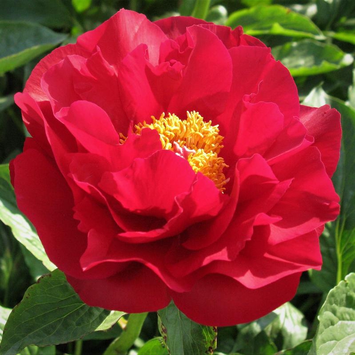 Paeonia The Mackinac Grand