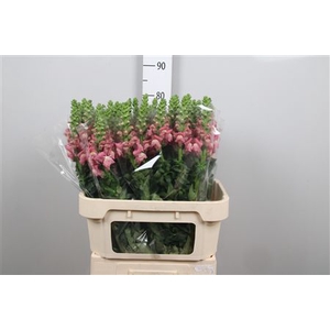 Antir Avignon C Rose