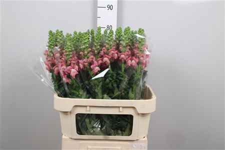 <h4>Antir Avignon C Rose</h4>