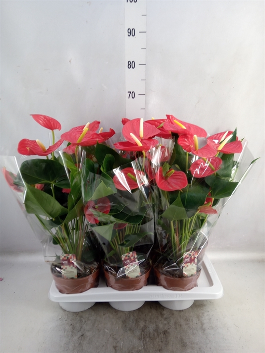 Anthurium andr. 'Kentucky'