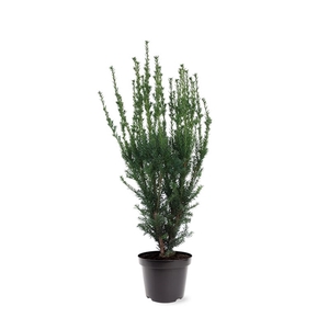 Taxus media 'Hillii' (zonder etiket)