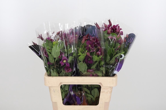 <h4>Clem Amazing Kyiv</h4>