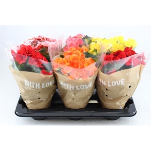 BEGONIA 13CM WITH LOVE MIX