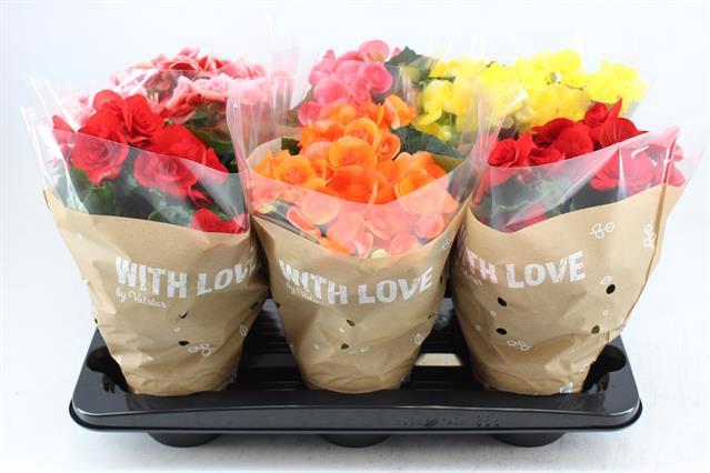 BEGONIA 13CM WITH LOVE MIX