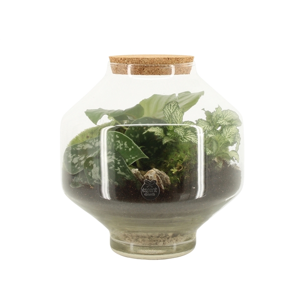 <h4>90717: Terrarium arrangement</h4>