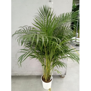 Dypsis lutescens   ...Chrysalidoca