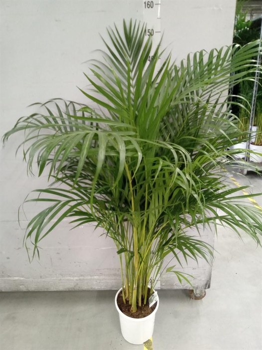 <h4>Dypsis lutescens   ...Chrysalidoca</h4>