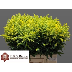 SOLIDAGO BOS