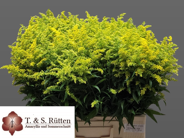 <h4>SOLIDAGO BOS</h4>