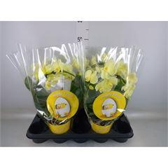 <h4>Phalaenopsis   ...</h4>