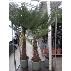 Trachycarpus fortunei