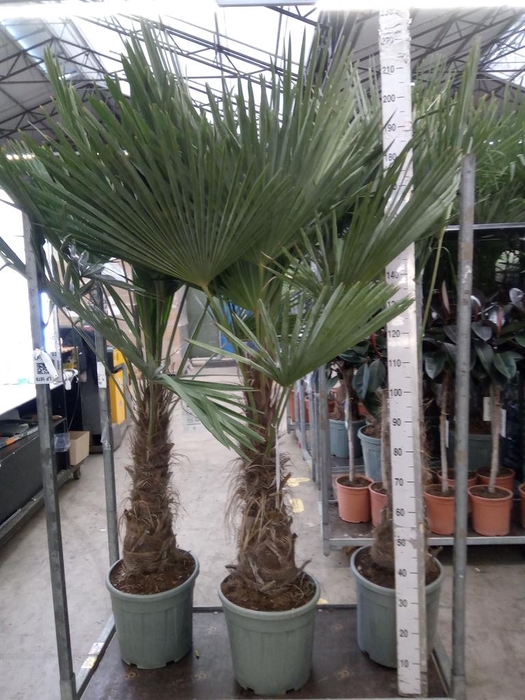 <h4>Trachycarpus fortunei</h4>