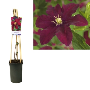 Clematis 'Niobe' +light label