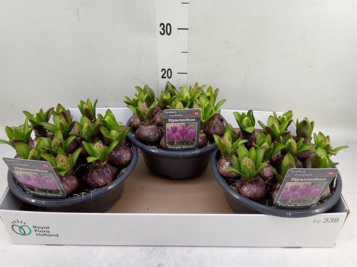 <h4>Hyacinthus orie.   ...</h4>