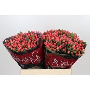 Hypericum Sweet Romance