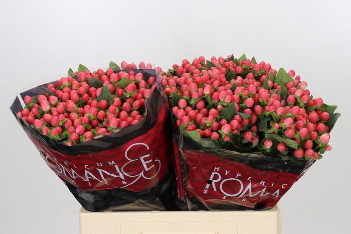 <h4>Hypericum Sweet Romance</h4>