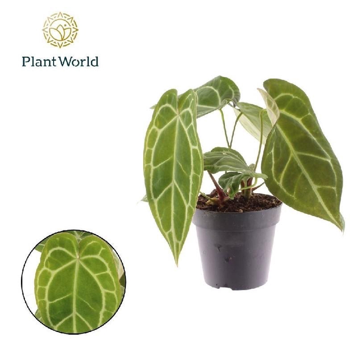 <h4>Anthurium Overig Chrystallinum</h4>