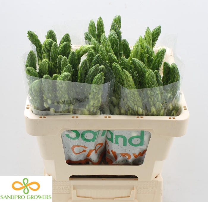 <h4>Ornithogalum thyrsoides 'Milky Way'</h4>