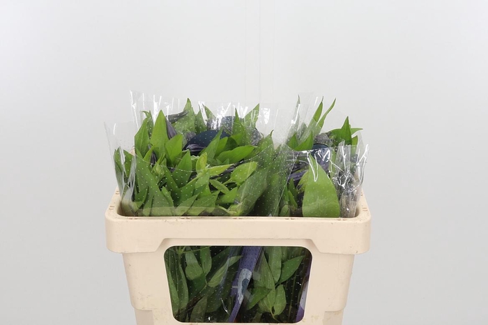 <h4>Clem Amazing Oslo</h4>