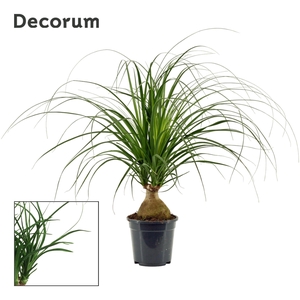 Beaucarnea Bol 17 cm (Decorum)