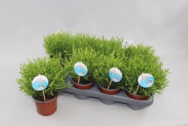 <h4>POGO MONICA</h4>