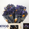 AGAP EYFORI BLUE