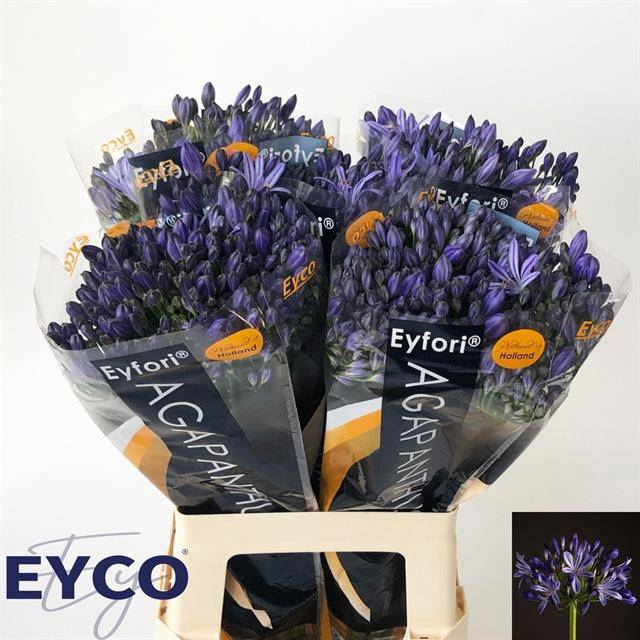 AGAP EYFORI BLUE