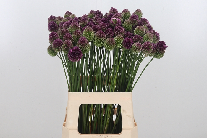 Allium Sphaerocephal (kogel)