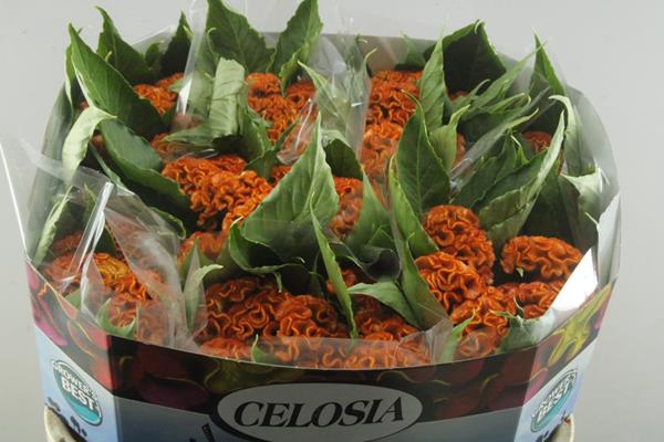 <h4>Celosia C Act Zara (oranje)</h4>