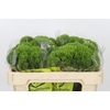 Dianthus Br Kiwi Mellow