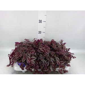 Tradescantia ...