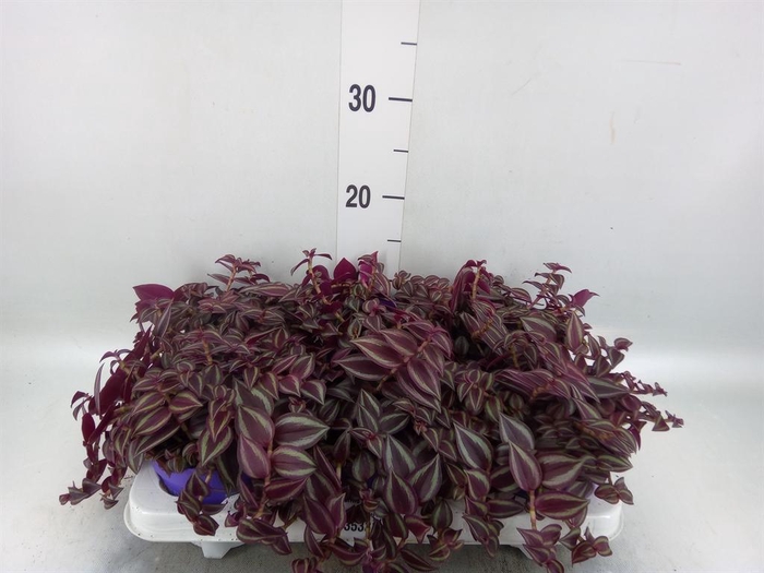 <h4>Tradescantia   ...</h4>