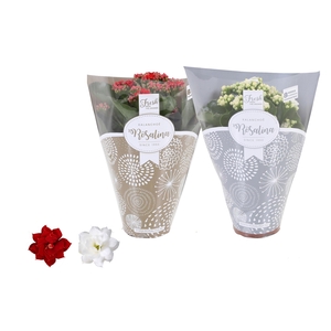 Kalan Gev Rood & Wit 2kl Hoes Zilver & Goud