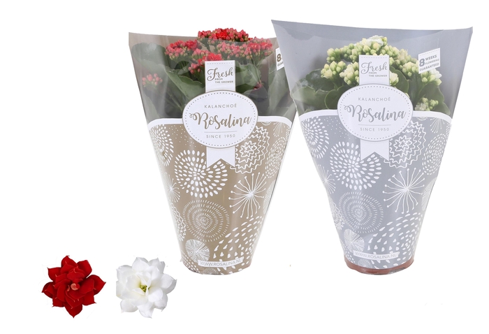 <h4>Kalan Gev Rood & Wit 2kl Hoes Zilver & Goud</h4>