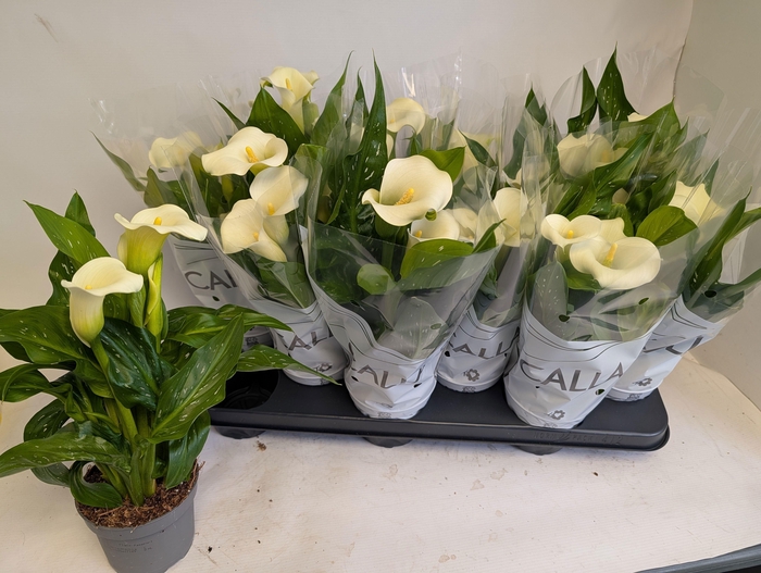 <h4>ZANT CAPT FRESCO</h4>