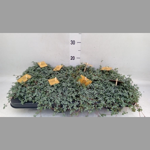Pilea glaucophylla 'Greyzy'