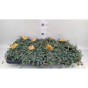 Pilea glaucophylla 'Greyzy'