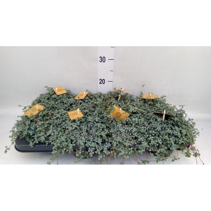 <h4>Pilea glaucophylla 'Greyzy'</h4>