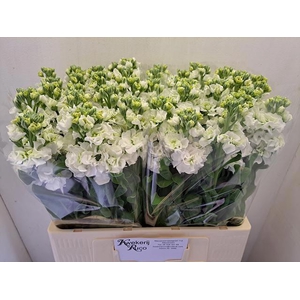 MATTH STOX WHITE