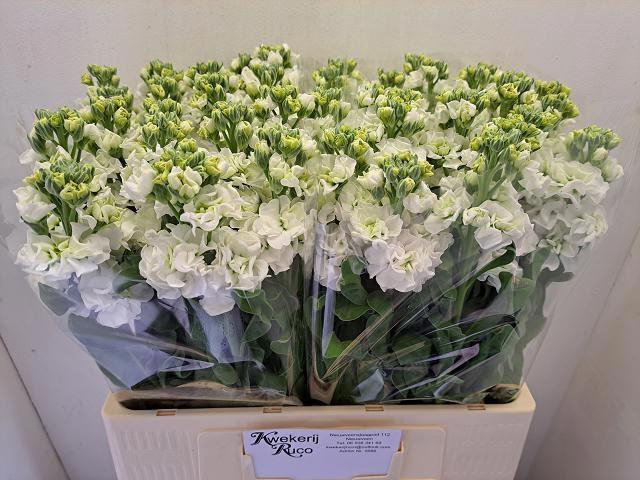 <h4>MATTH STOX WHITE</h4>