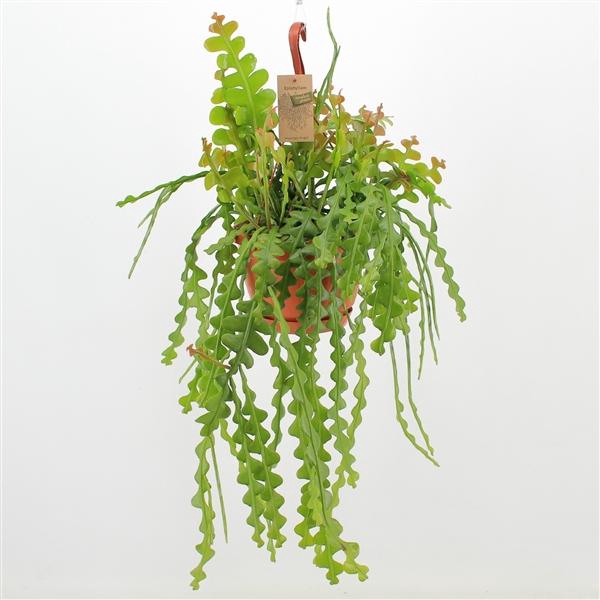 <h4>Epiphyllum anguliger</h4>