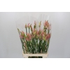 Nerine Vesta K Artistiek