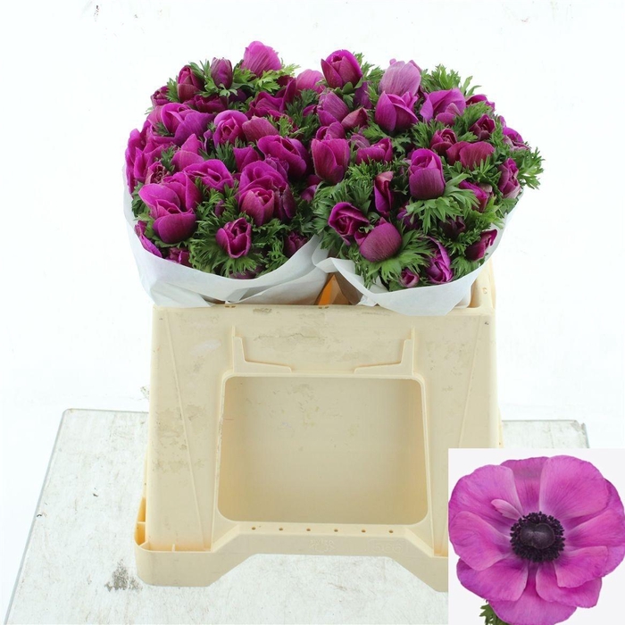 <h4>ANEM CO MIS + FUCSIA</h4>