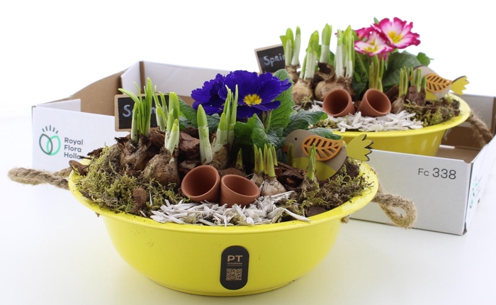 <h4>ARR PL IN SCHAAL</h4>