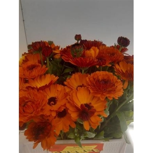 Calendula Green Spot Or